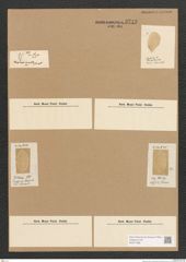 Diatomeae indet. Zeichnungen Sammlung Grunow Nr. 3743 (NHMW-BOT-W0371388)